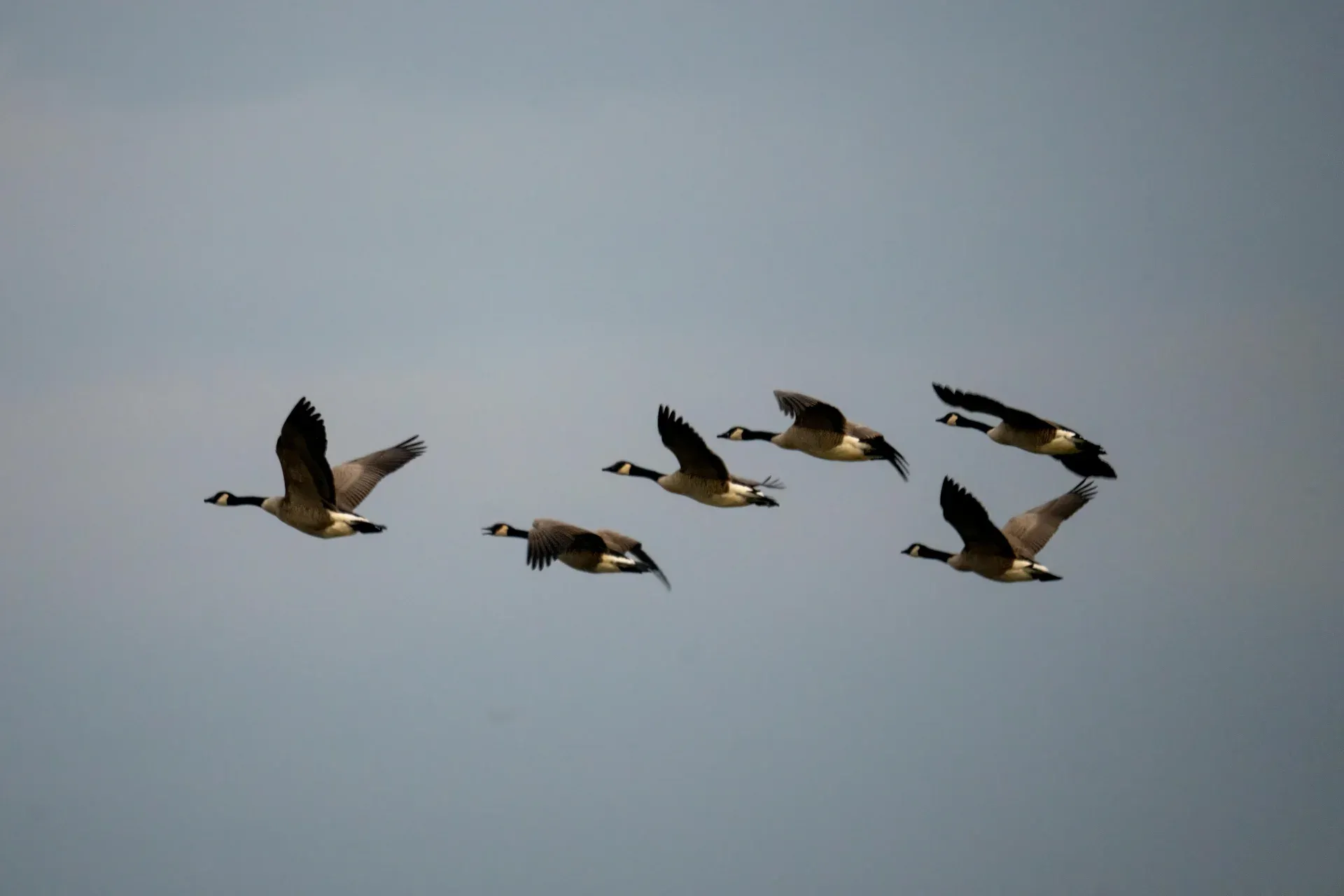 a group of geese flying in the sky